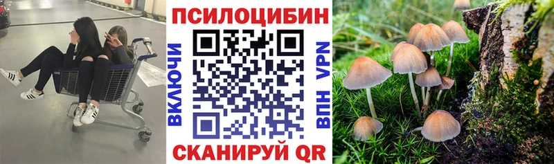 хочу   Фёдоровский  Псилоцибиновые грибы Psilocybe 